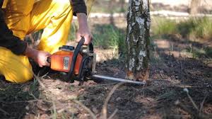 Best Tree Cabling and Bracing  in Vado, NM