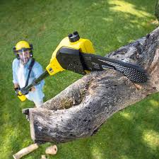 Best Commercial Tree Removal  in Vado, NM