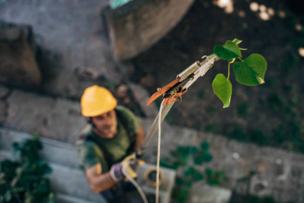 Best Commercial Tree Removal  in Vado, NM