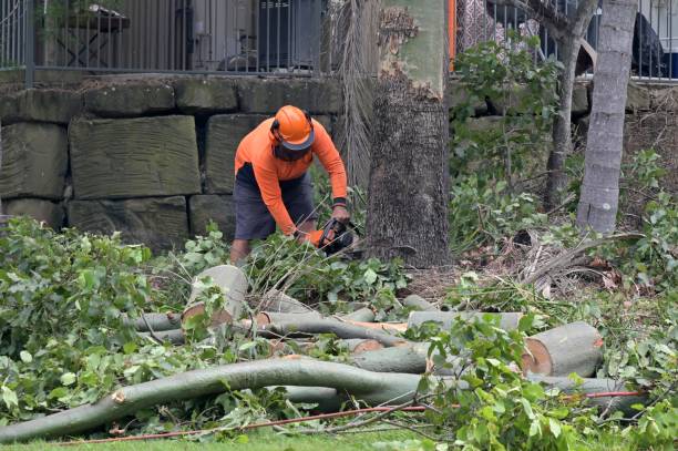 Best Emergency Tree Removal Services  in Vado, NM