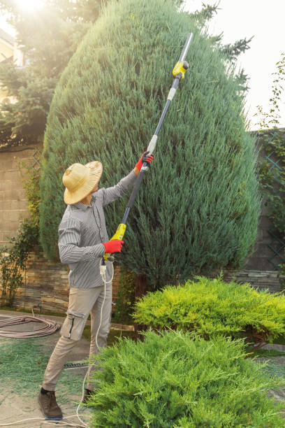 Best Lawn Edging Services  in Vado, NM