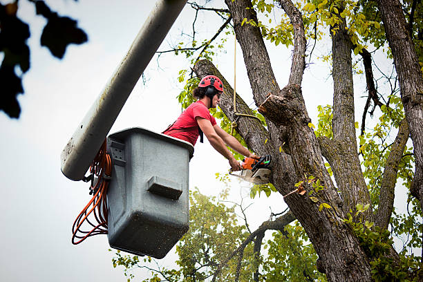 Best Hazardous Tree Removal  in Vado, NM