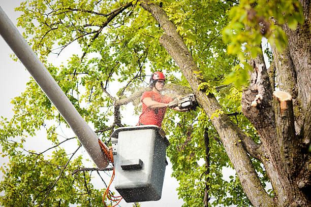 Best Arborist Consultation Services  in Vado, NM