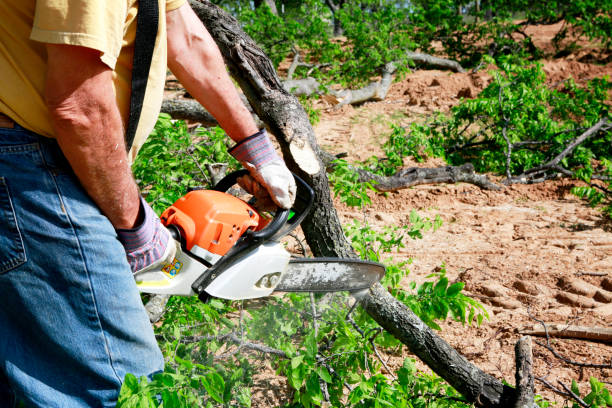 Best Fruit Tree Pruning  in Vado, NM